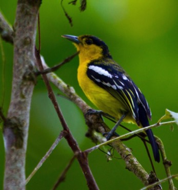 Common Iora